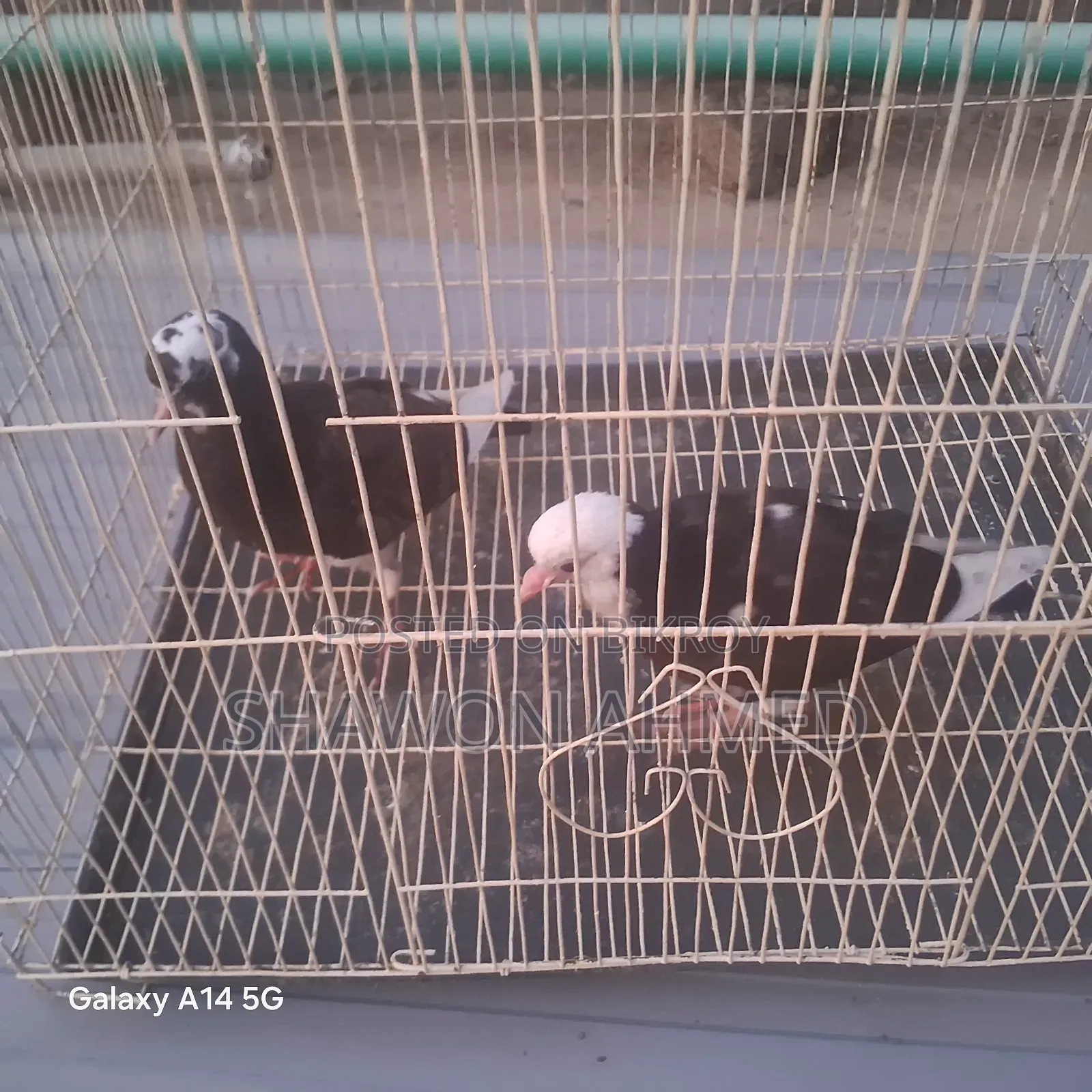 Giribaj Pigeon Chick