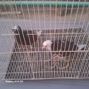 Giribaj Pigeon Chick