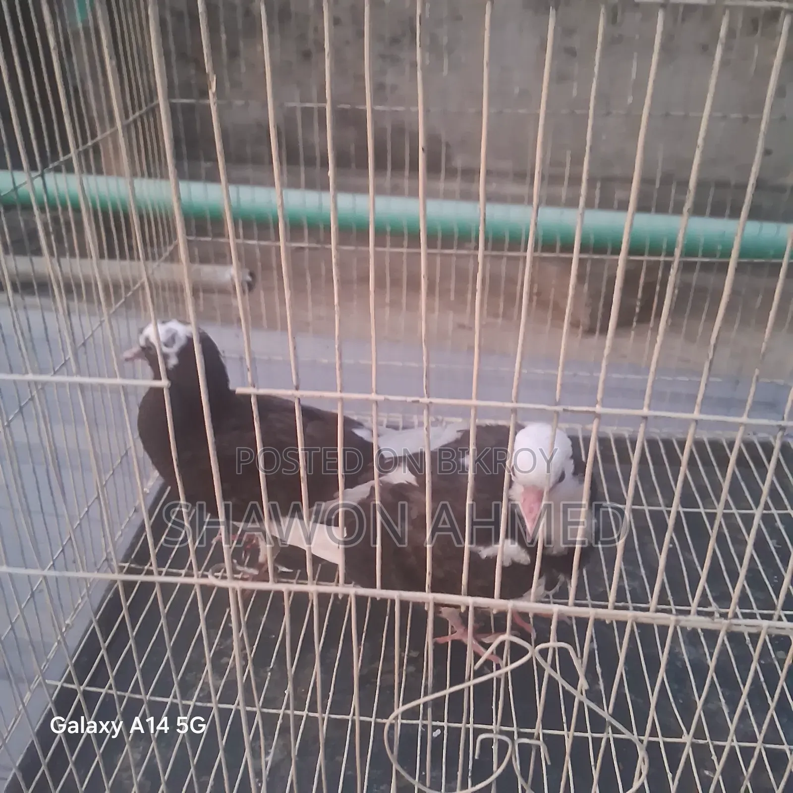 Giribaj Pigeon Chick