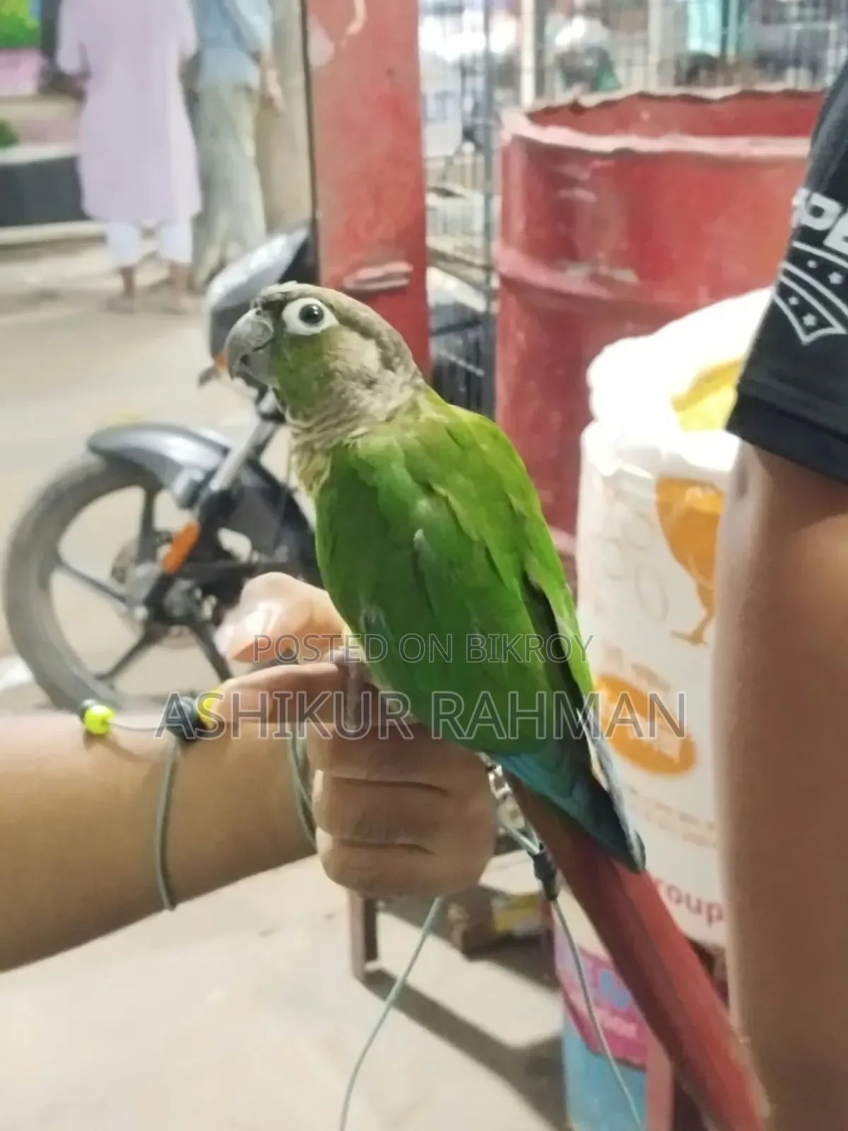 টেম গ্রীন চিক কুনুর