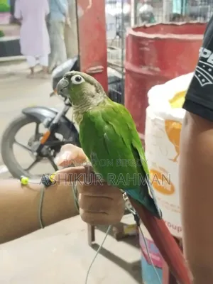 টেম গ্রীন চিক কুনুর