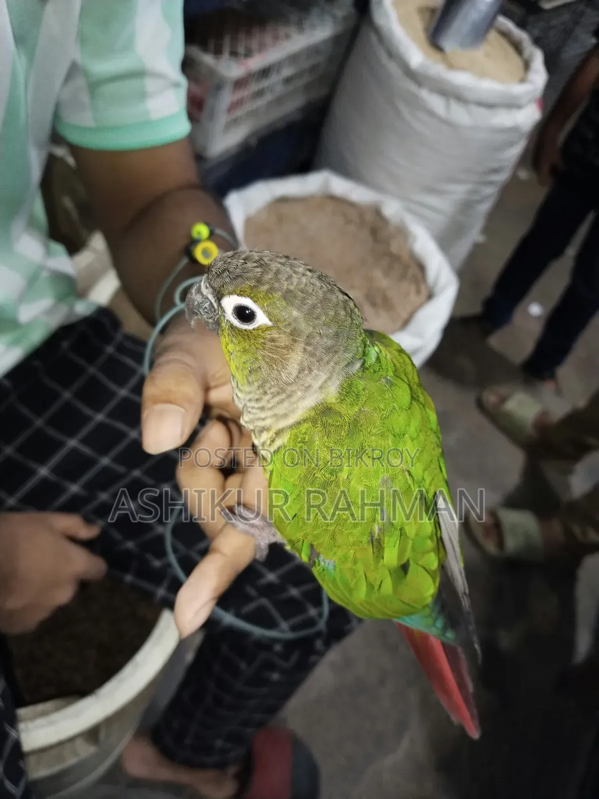 টেম গ্রীন চিক কুনুর