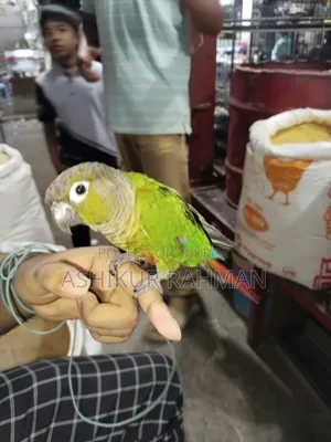 টেম গ্রীন চিক কুনুর