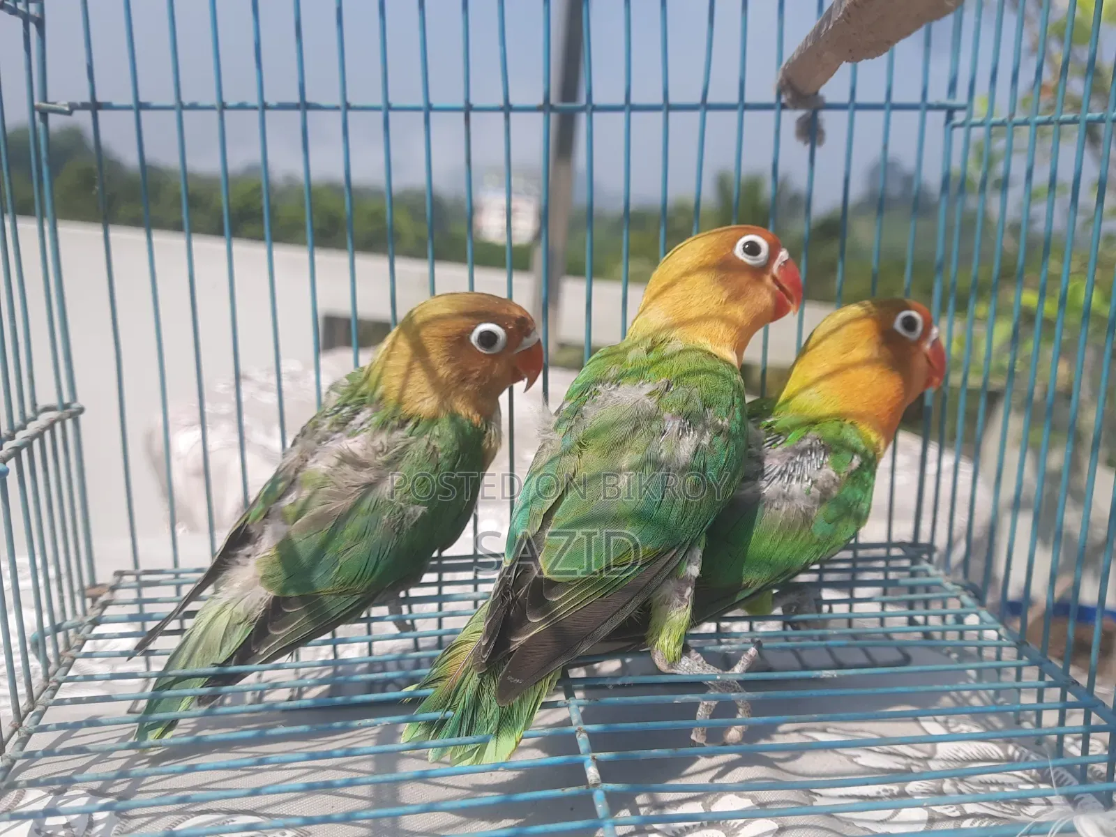 লাভবার্ড এবং জাভা টেম সাইজ বেবি