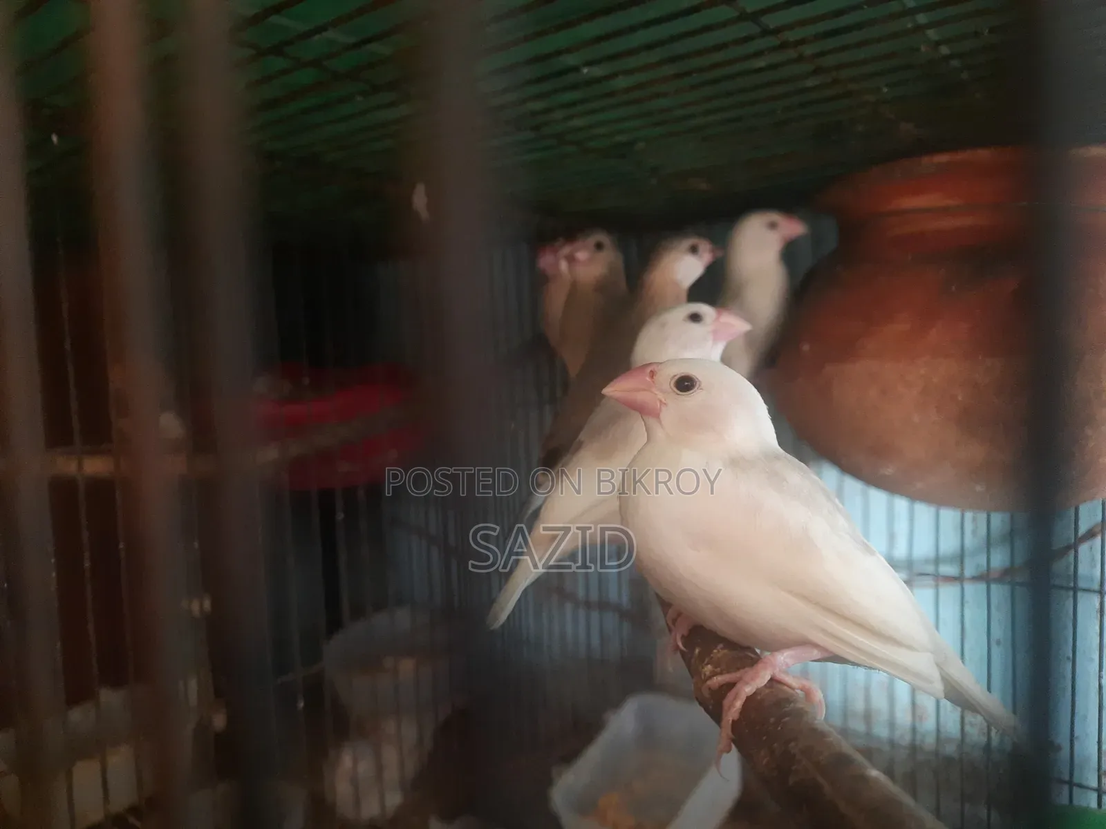 লাভবার্ড এবং জাভা টেম সাইজ বেবি