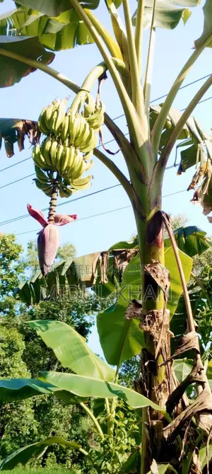 All types of improved variety bananas are sold here.