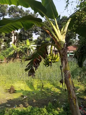 All types of improved variety bananas are sold here.