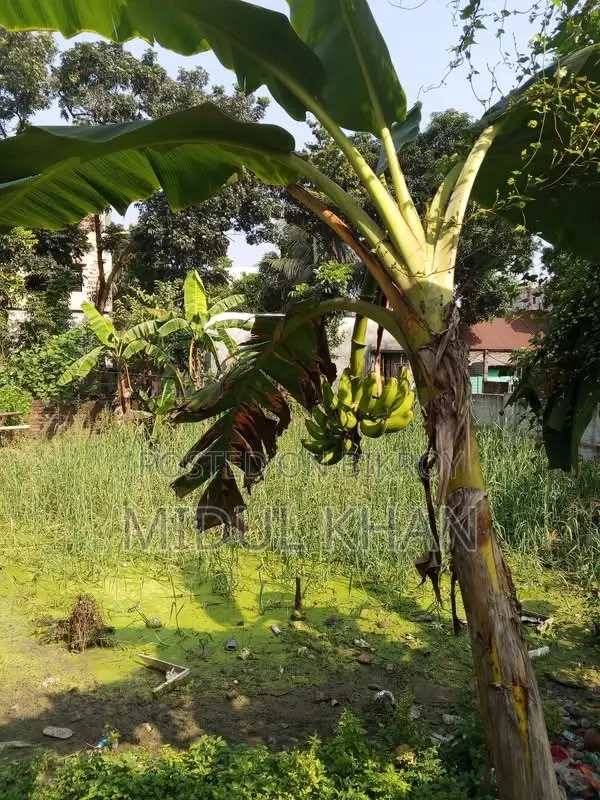 All types of improved variety bananas are sold here.
