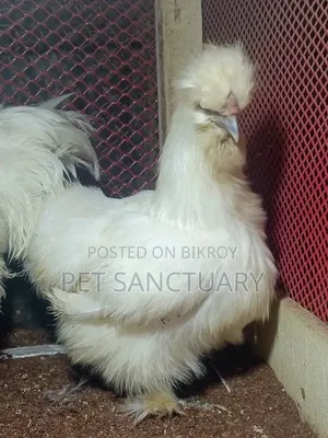 Top Quality Running Female Silkie