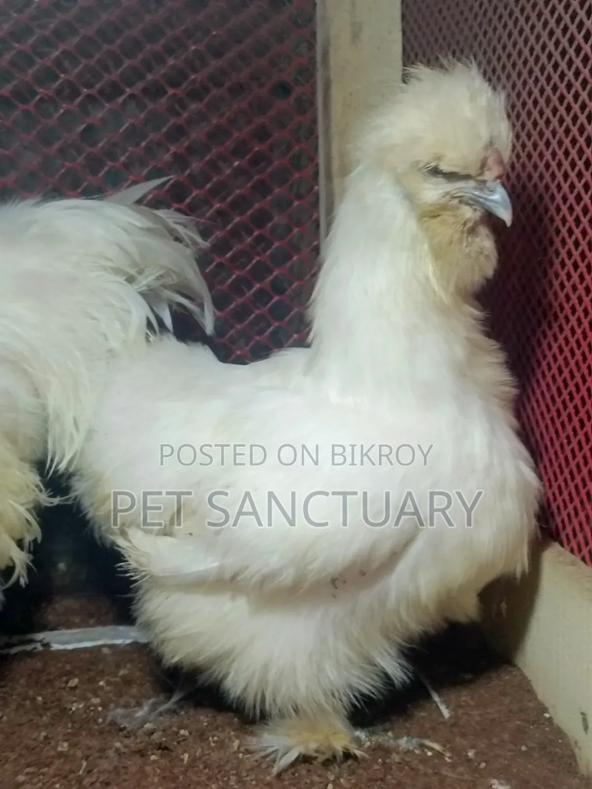 Top Quality Running Female Silkie
