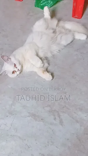 1+ year Male Purebred Persian Cat