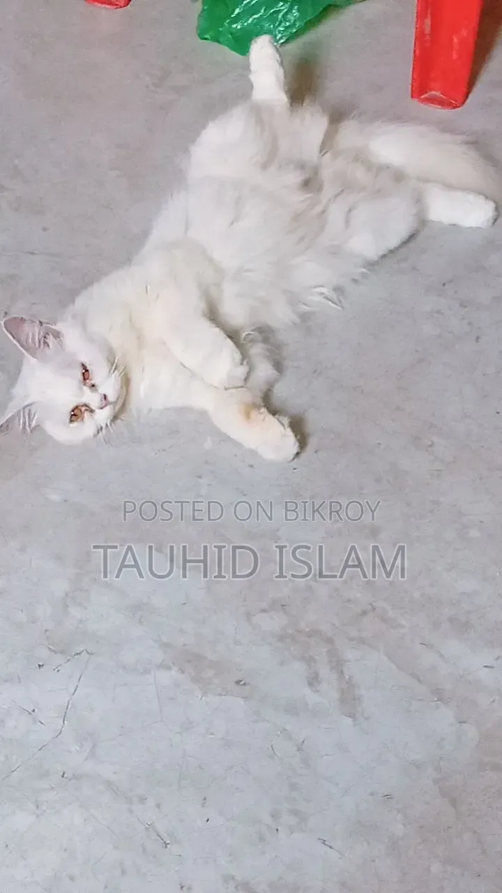 1+ year Male Purebred Persian Cat