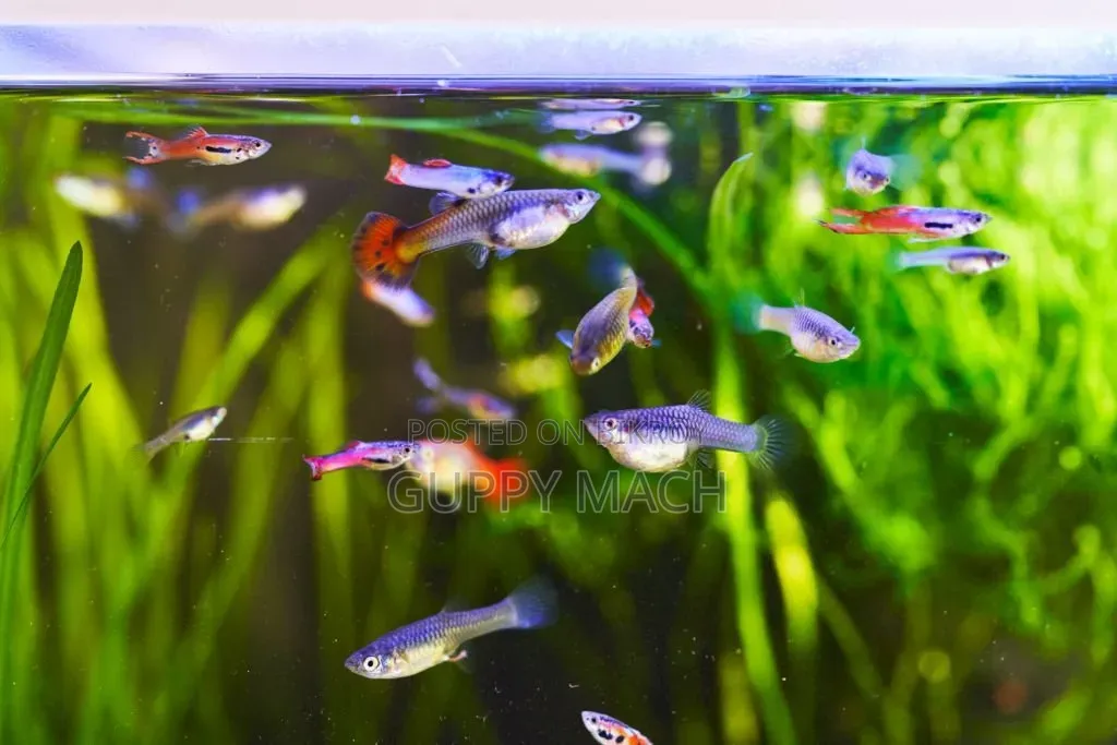 Colorful fish Taka - Mix Guppy fish at a low price.