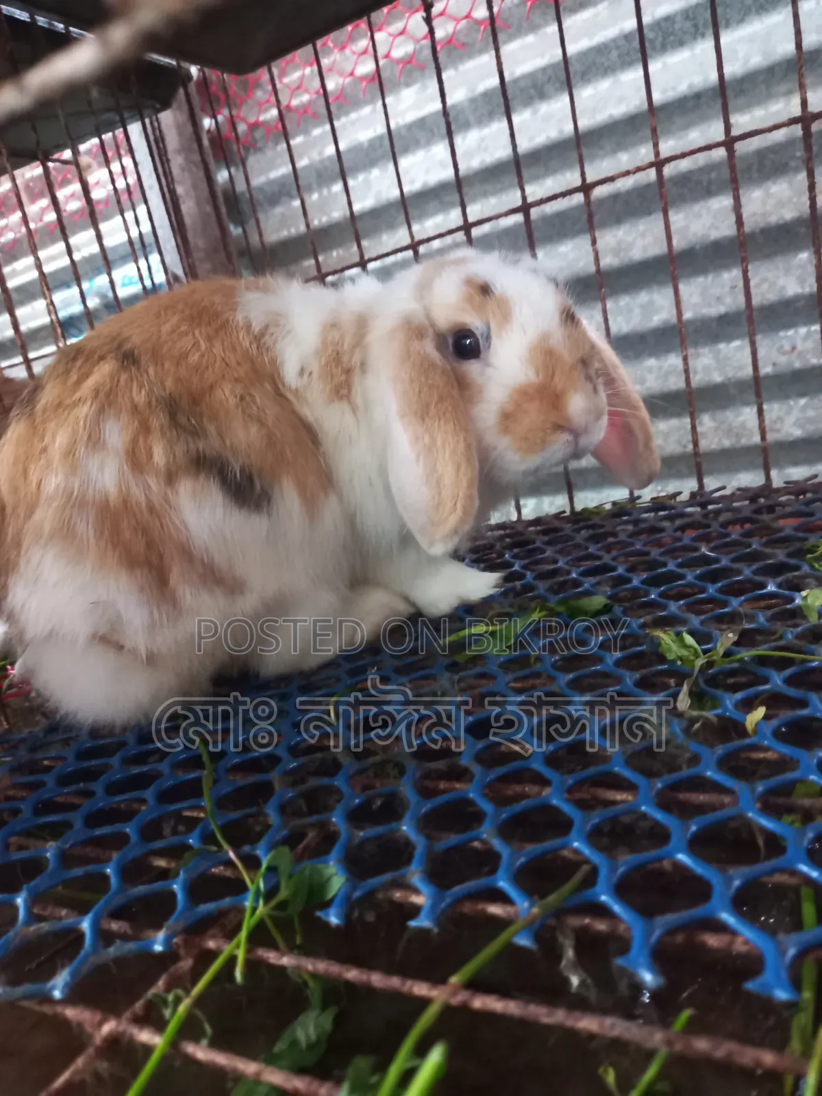 Foreign Rabbits for Sale