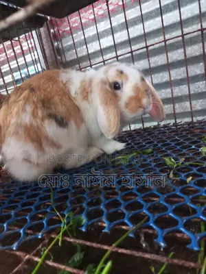 Foreign Rabbits for Sale