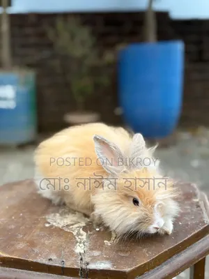 Foreign Rabbits for Sale