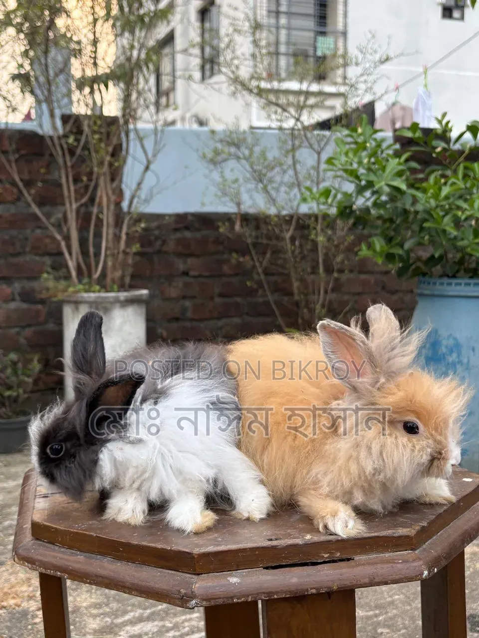 Foreign Rabbits for Sale