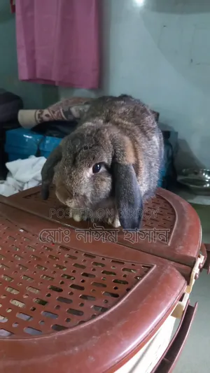 Foreign Rabbits for Sale