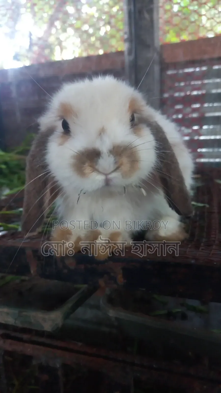 Foreign Rabbits for Sale