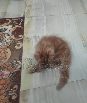 1-3 months Female Purebred Persian