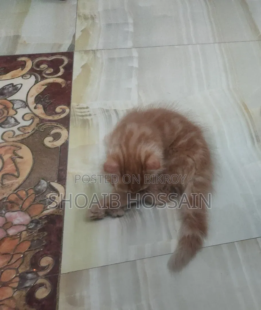 1-3 months Female Purebred Persian