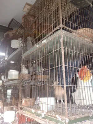 Pigeon Cage