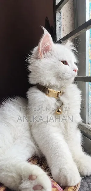 3-6 months Female Purebred Persian
