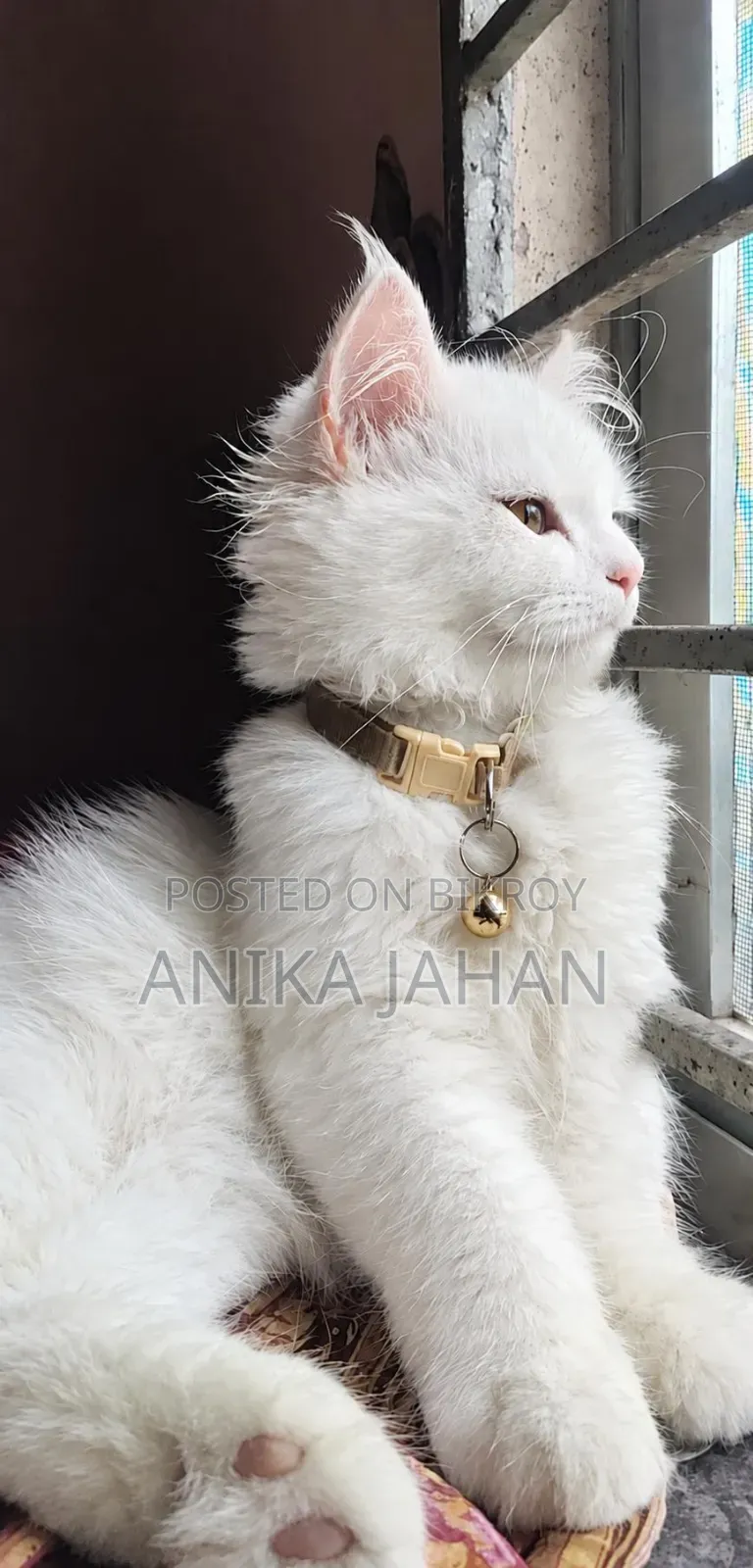 3-6 months Female Purebred Persian