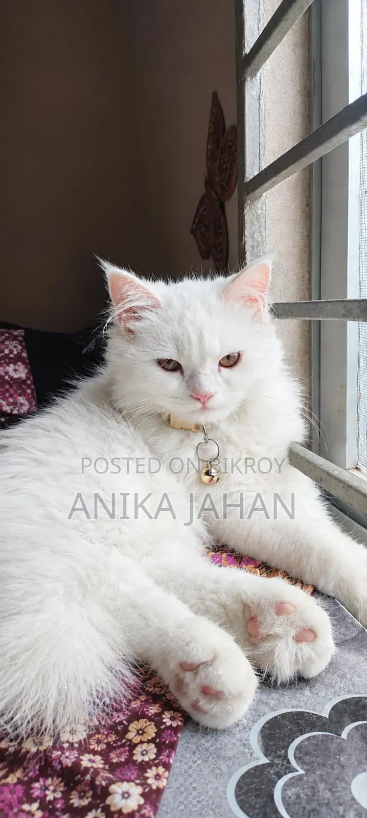 3-6 months Female Purebred Persian
