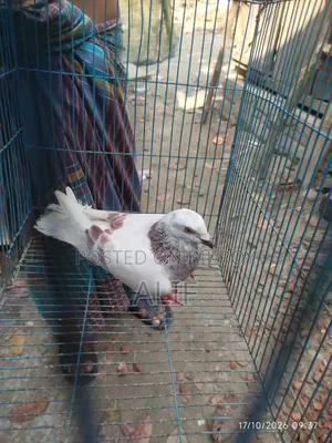 3 Pairs and 1 Separate Healthy Pigeons for Sale