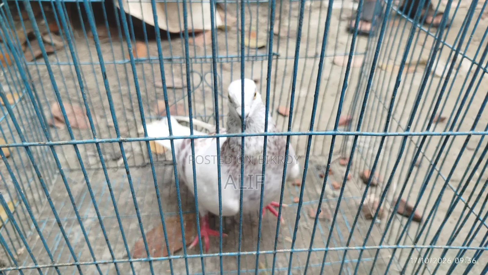 3 Pairs and 1 Separate Healthy Pigeons for Sale