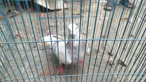 3 Pairs and 1 Separate Healthy Pigeons for Sale