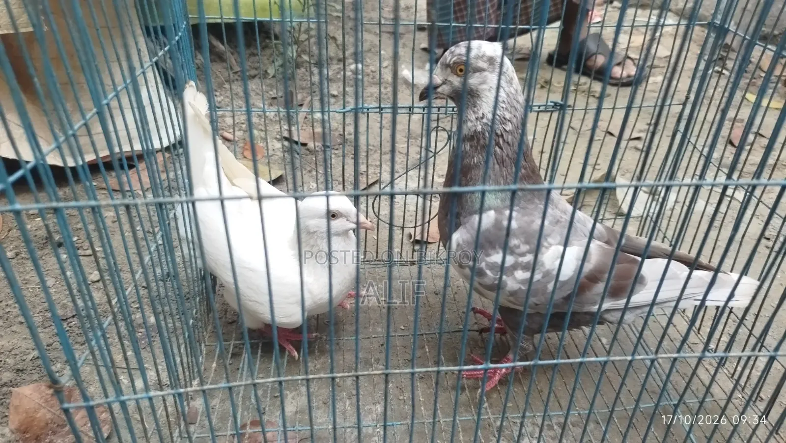3 Pairs and 1 Separate Healthy Pigeons for Sale