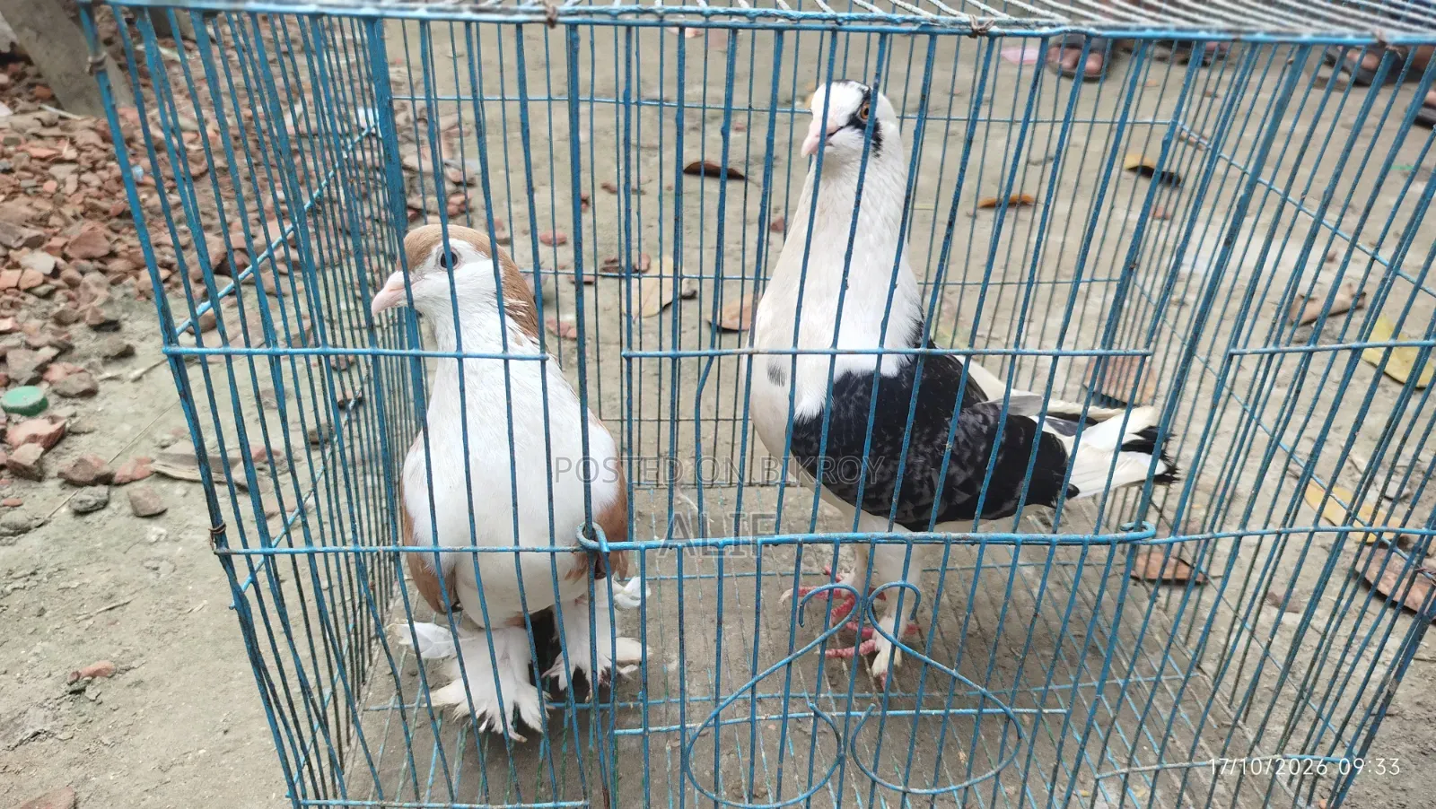 3 Pairs and 1 Separate Healthy Pigeons for Sale
