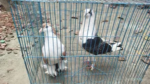 3 Pairs and 1 Separate Healthy Pigeons for Sale