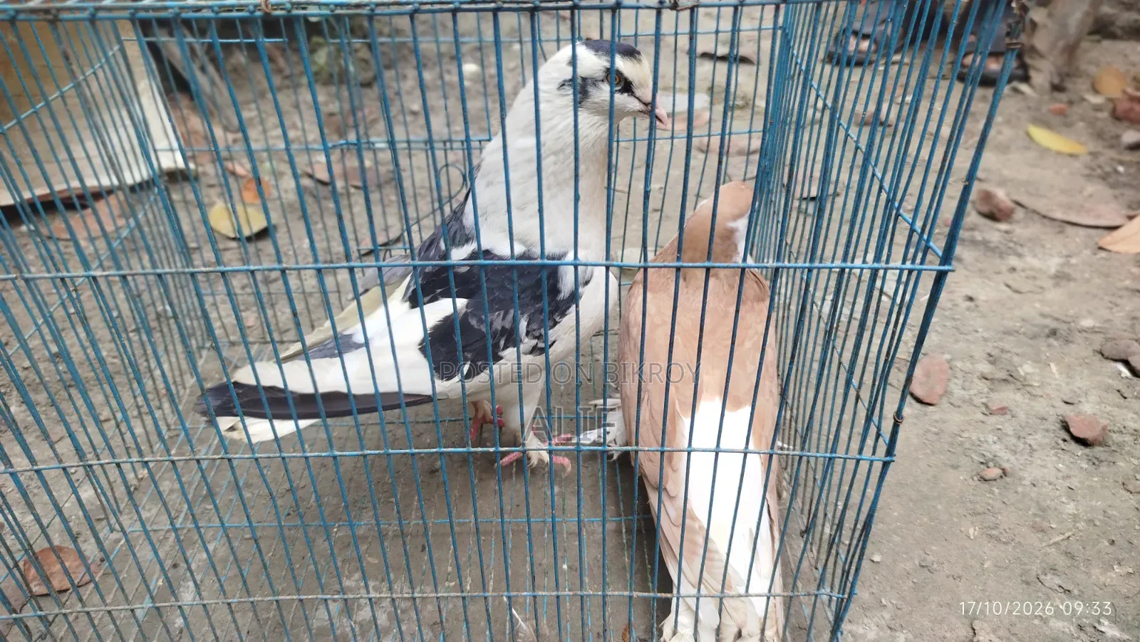 3 Pairs and 1 Separate Healthy Pigeons for Sale