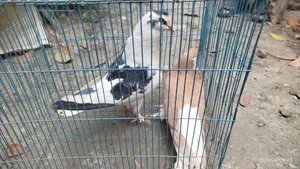 3 Pairs and 1 Separate Healthy Pigeons for Sale