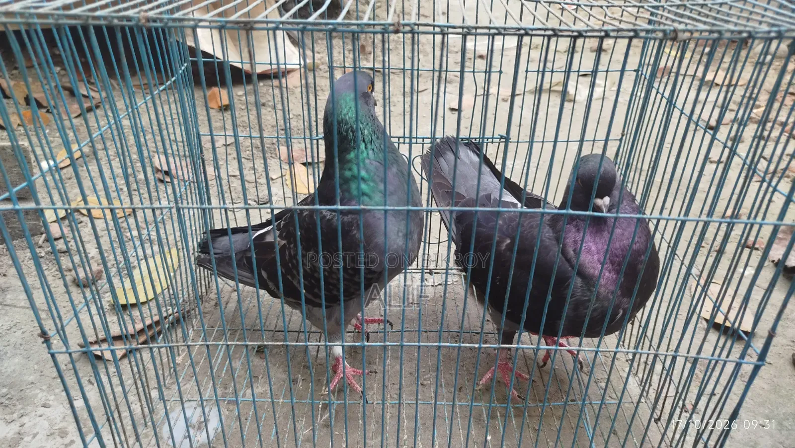 3 Pairs and 1 Separate Healthy Pigeons for Sale