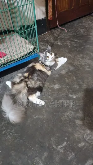 1+ year Female Purebred Persian