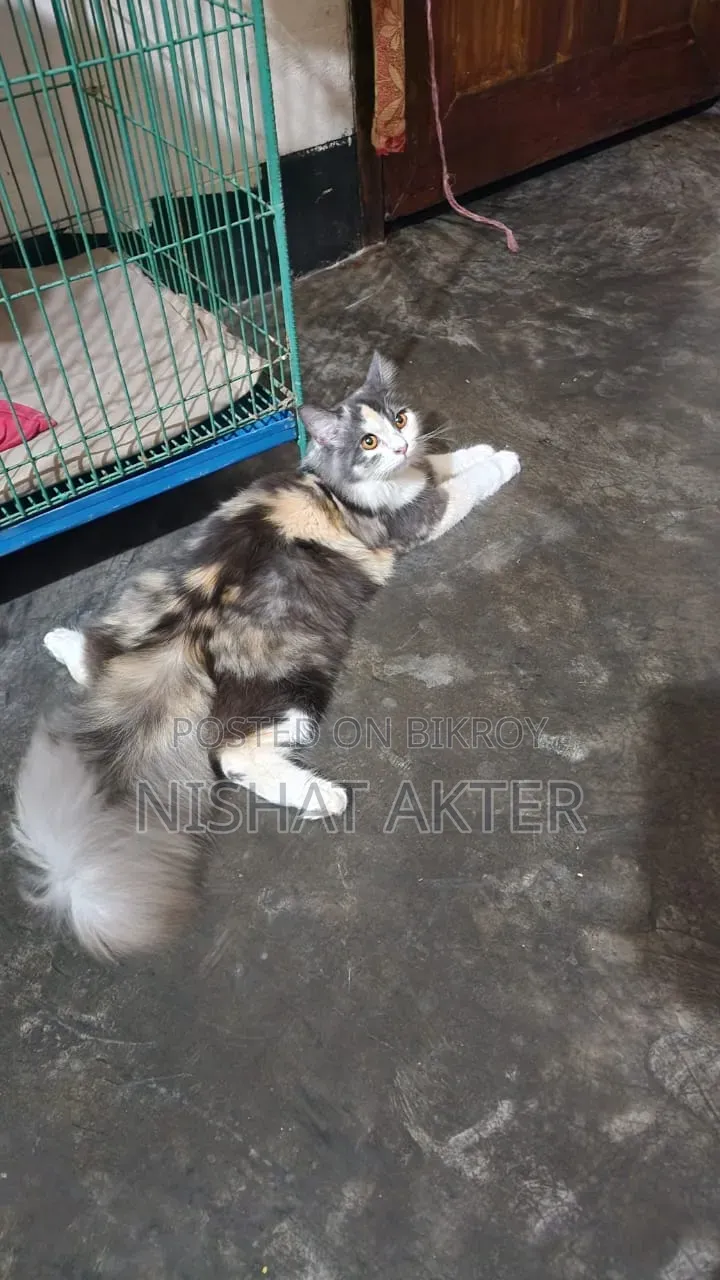 1+ year Female Purebred Persian