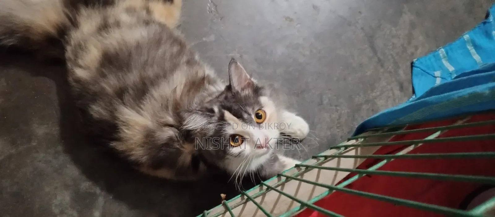 1+ year Female Purebred Persian