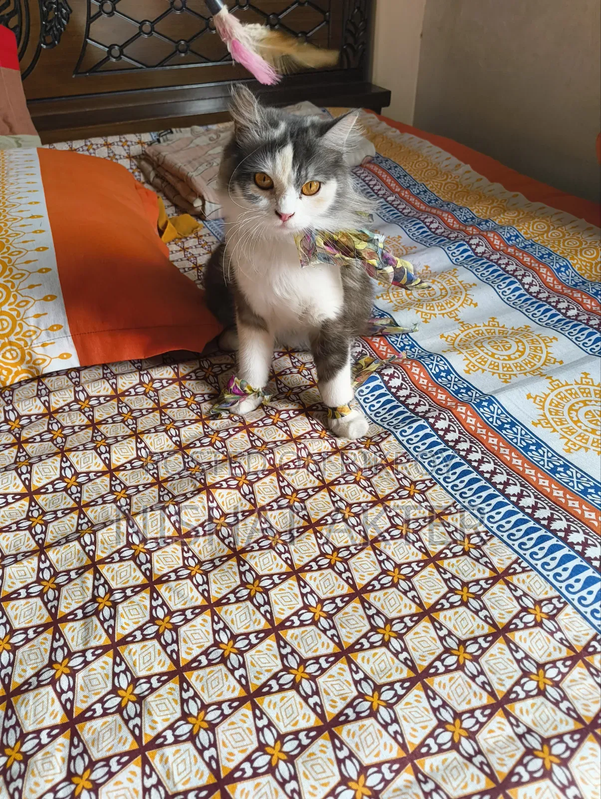 1+ year Female Purebred Persian