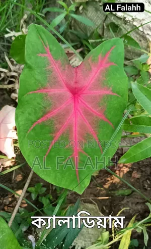Caladium and Dieffenbachia