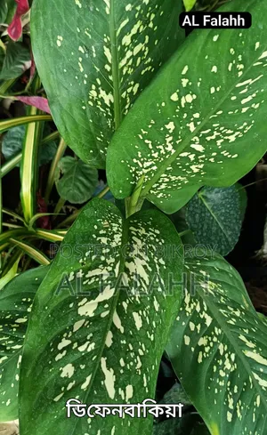 Caladium and Dieffenbachia