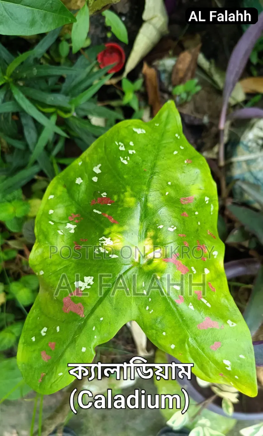 Caladium and Dieffenbachia