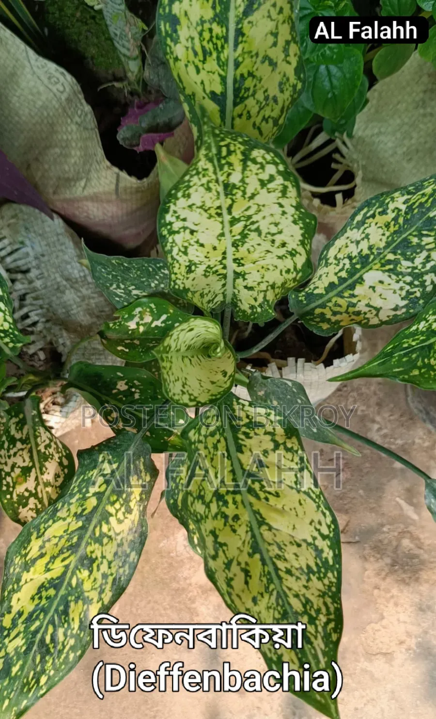 Caladium and Dieffenbachia