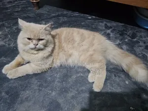 1+ year Male Mixed Breed Bengal