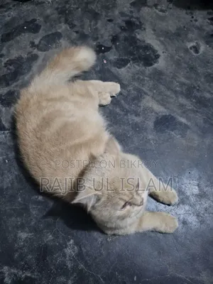 1+ year Male Mixed Breed Bengal