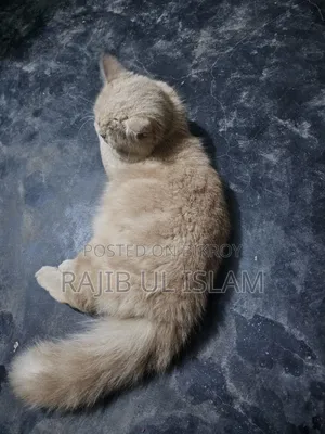 1+ year Male Mixed Breed Bengal