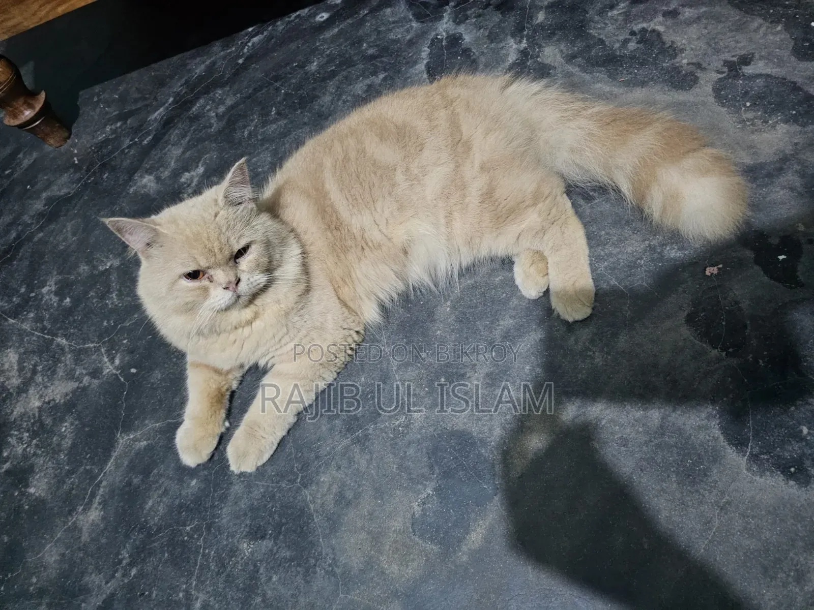 1+ year Male Mixed Breed Bengal